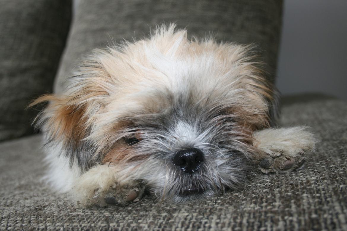 Shih tzu Gizmo ( blue shih tze ) billede 17