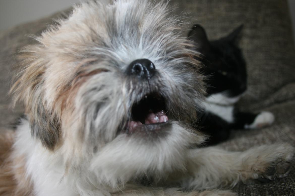 Shih tzu Gizmo ( blue shih tze ) billede 18