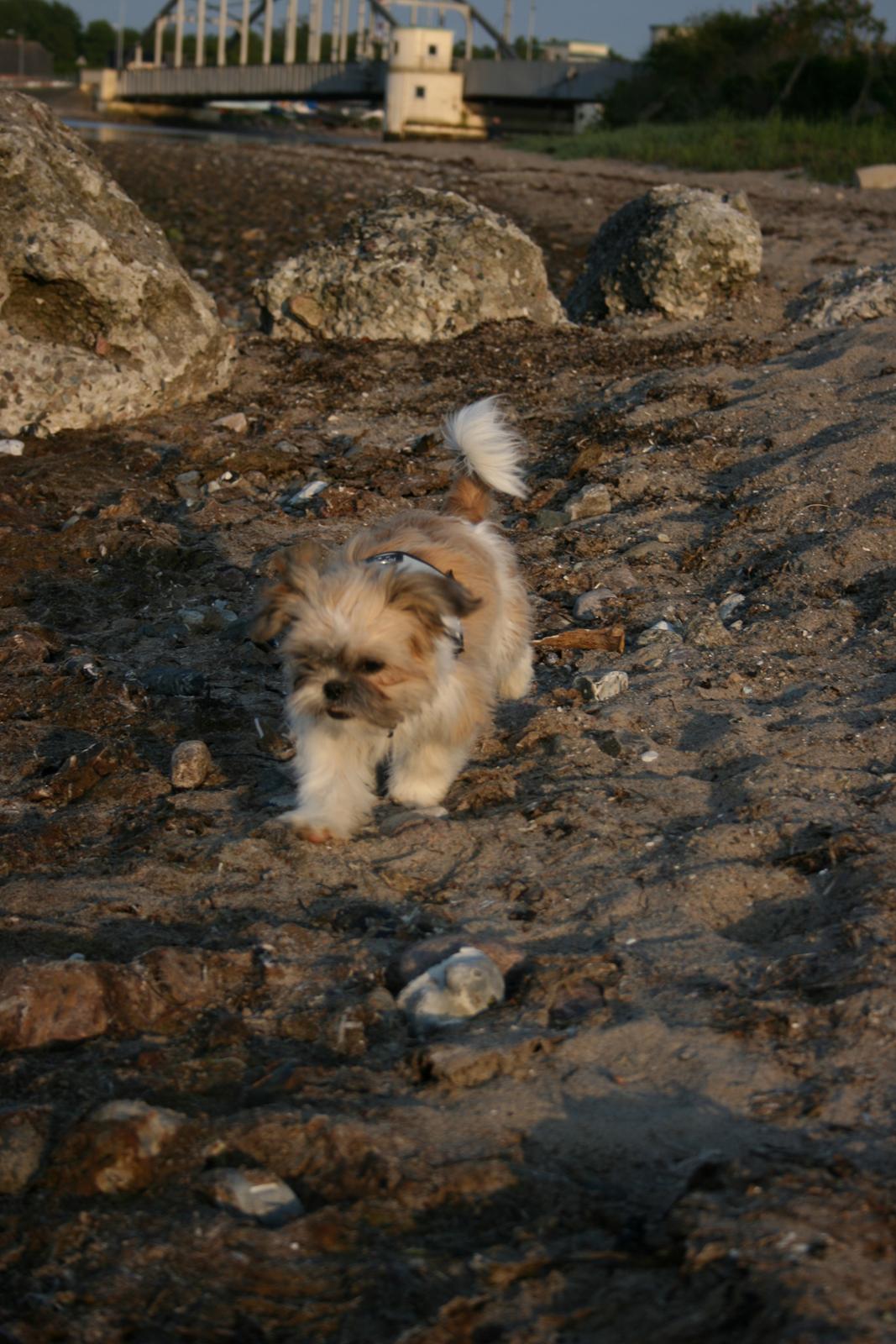 Shih tzu Gizmo ( blue shih tze ) billede 19