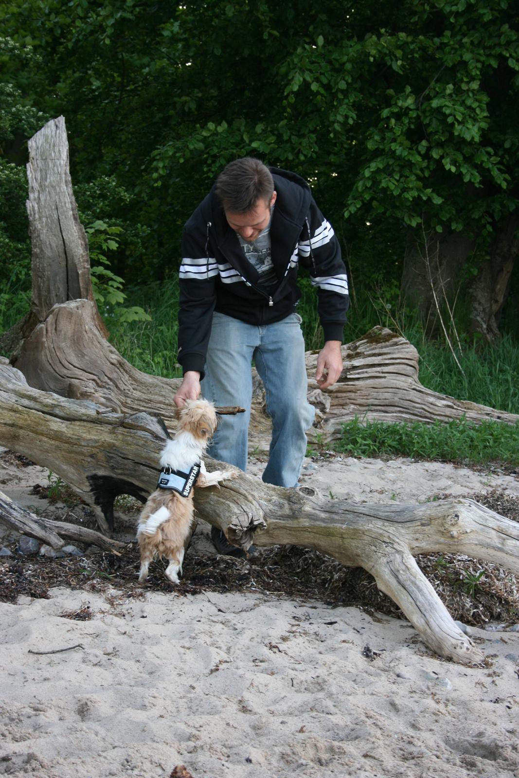 Shih tzu Gizmo ( blue shih tze ) billede 20