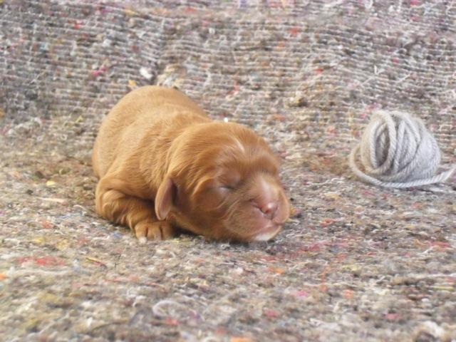 Cavalier king charles spaniel Nellie 30/3-12 - 4/9-17 - Nyfødt lille baby billede 20