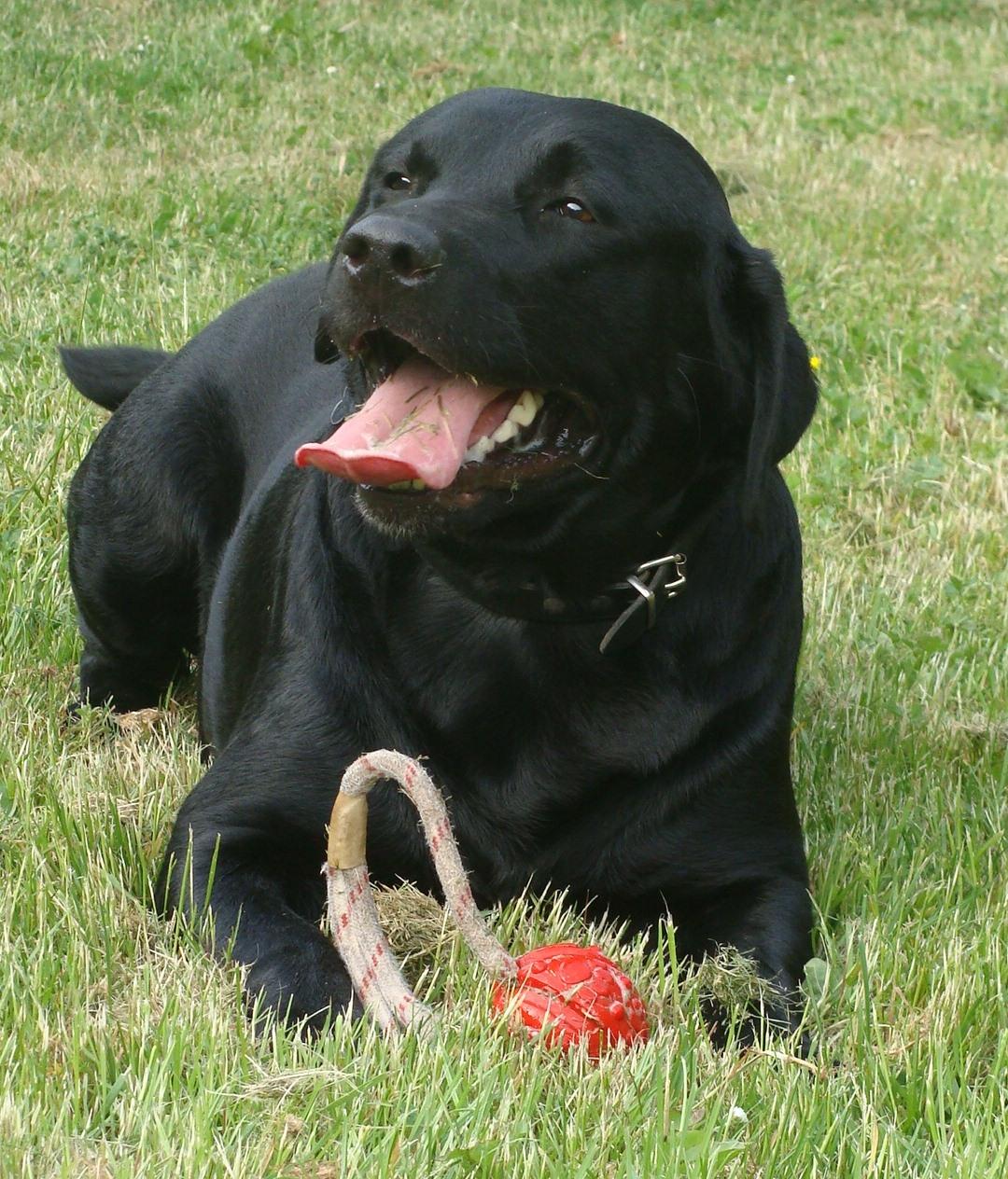 Labrador retriever Buddy billede 1