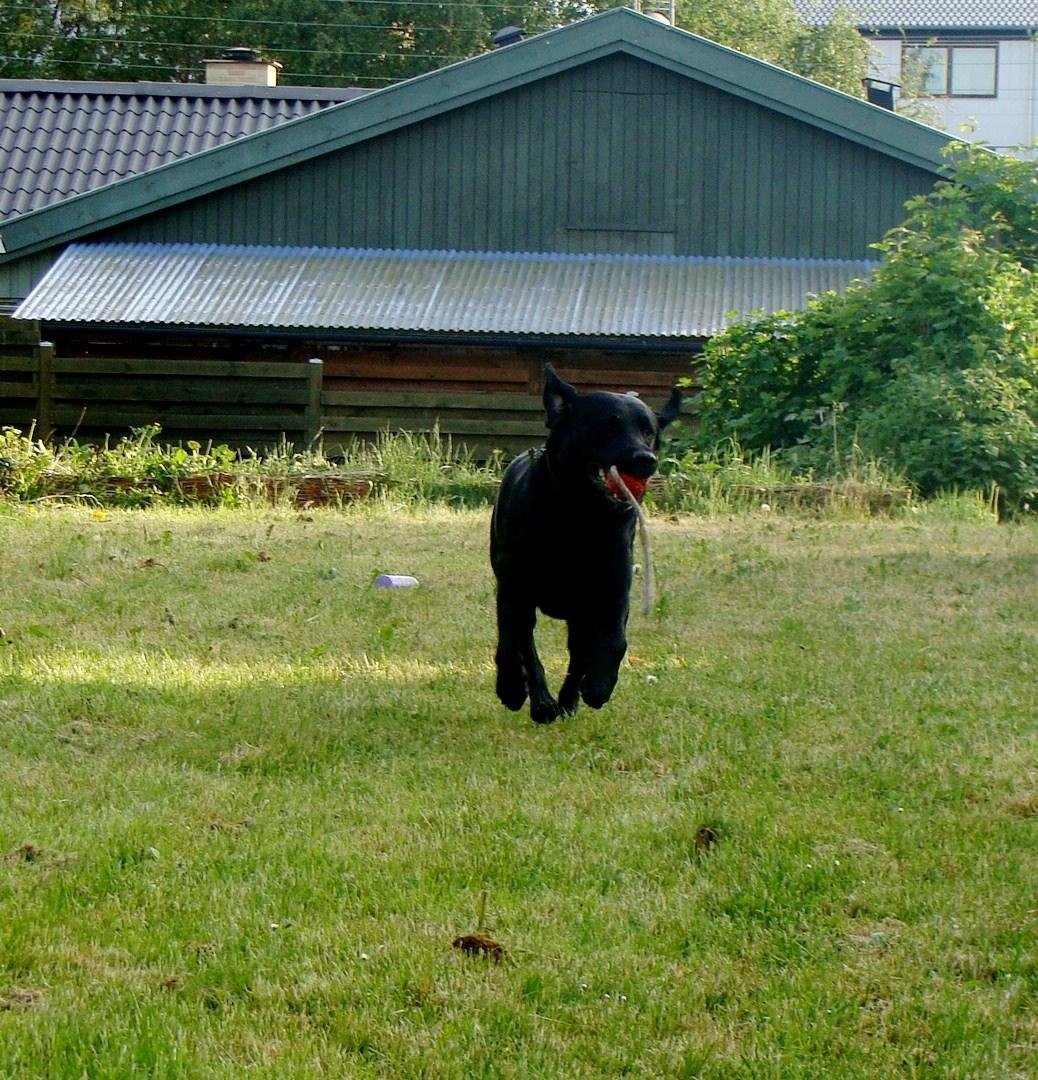 Labrador retriever Buddy billede 2