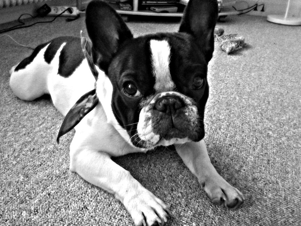 Fransk bulldog Kaiser billede 1