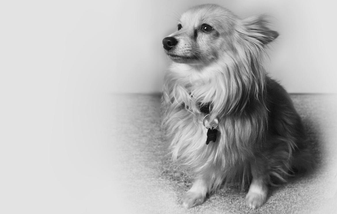 Blanding af racer Vaks [Himmelhund] billede 26