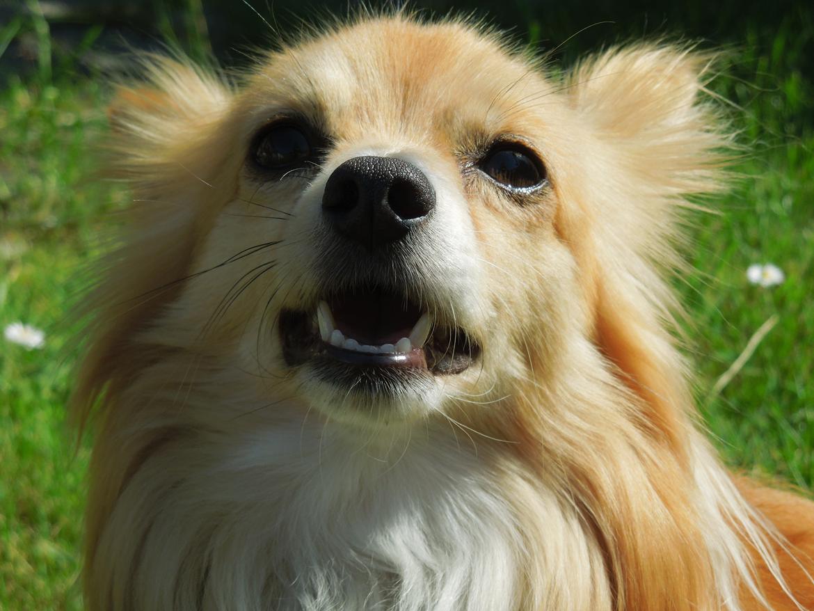 Blanding af racer Vaks [Himmelhund] billede 14