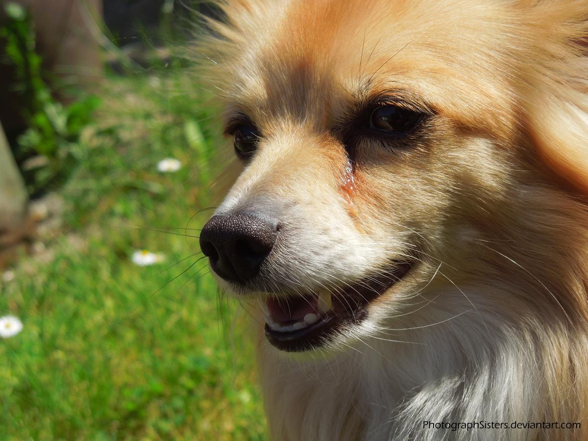 Blanding af racer Vaks [Himmelhund] billede 17