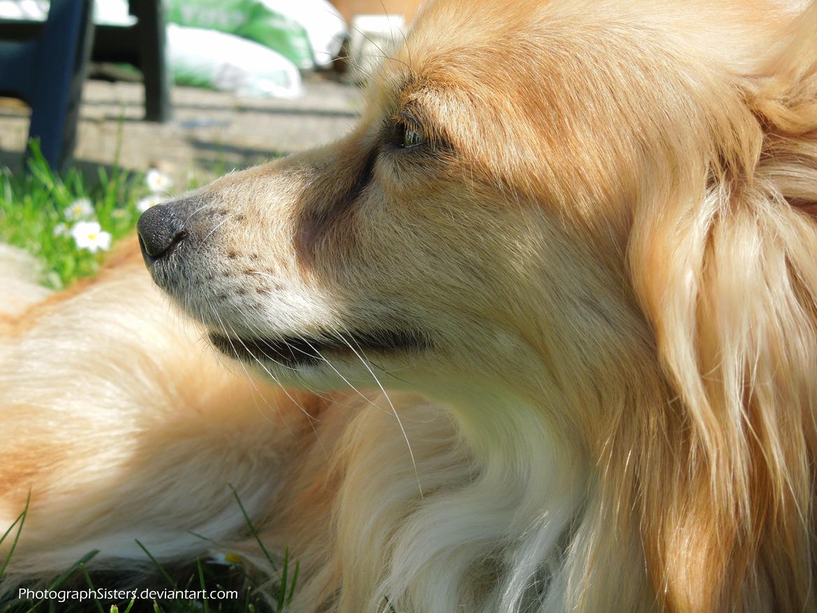 Blanding af racer Vaks [Himmelhund] billede 19