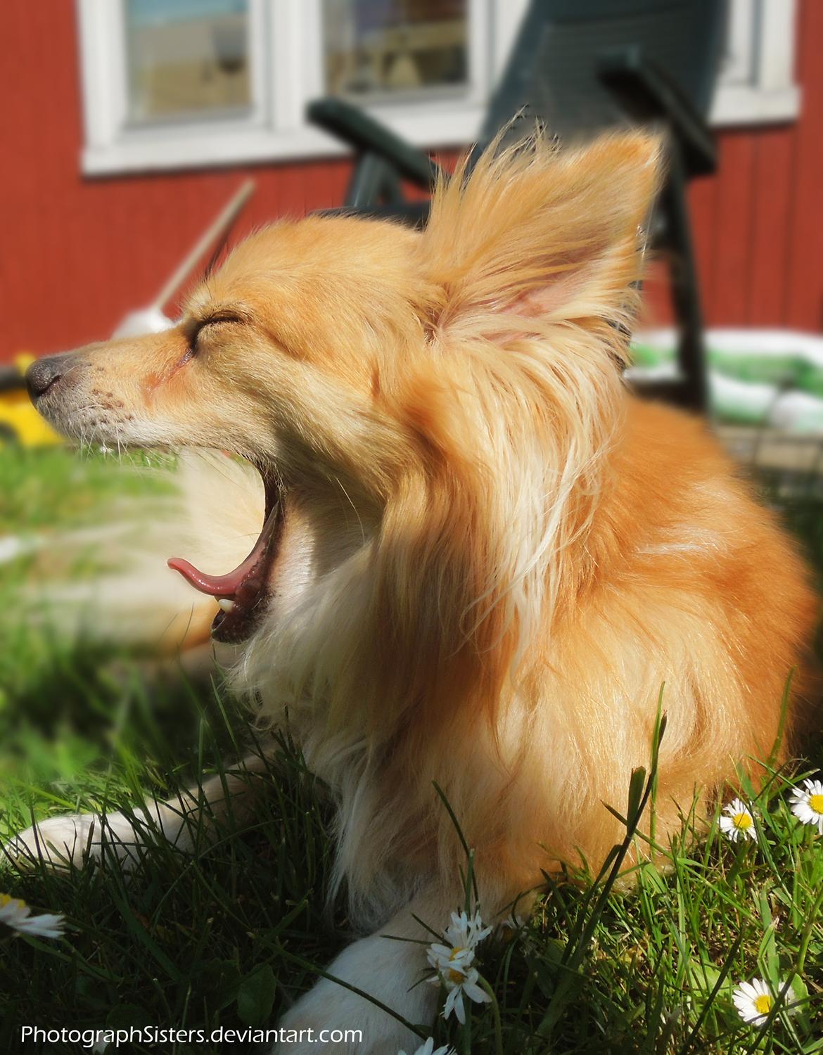 Blanding af racer Vaks [Himmelhund] billede 23