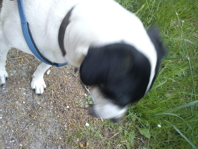 Blanding af racer Vappe - Er jeg ikke dygtig :) har fanget en muldvarp  ;o) billede 12