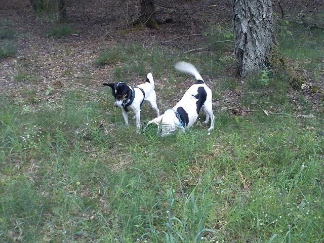 Blanding af racer Tøsen - Samarbejde med min skønne Vappe i skoven :)  billede 11
