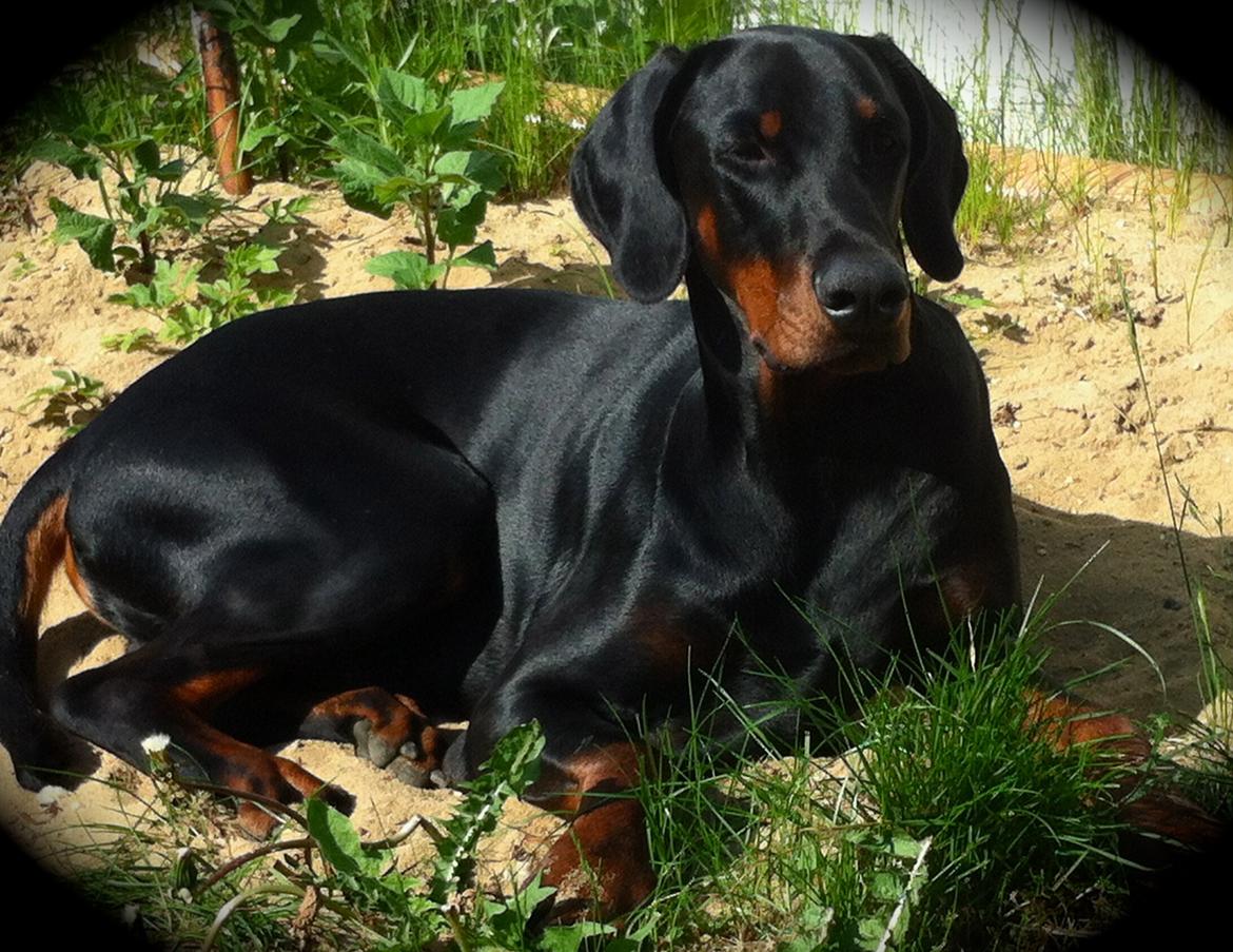 Dobermann caïx - 13 måneder gammel og nyder solen billede 1