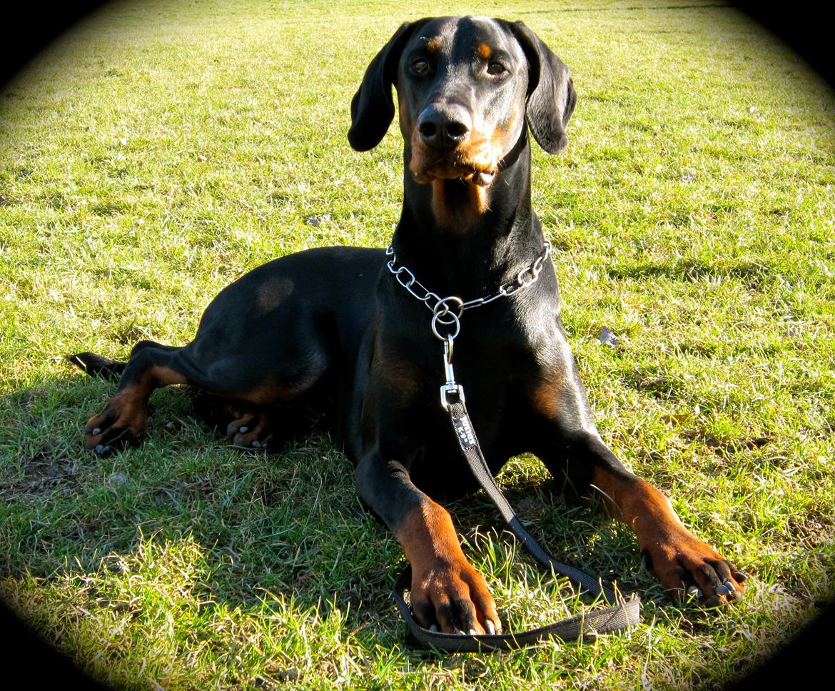Dobermann caïx - holder lige en pause på træningspladsen :D billede 2