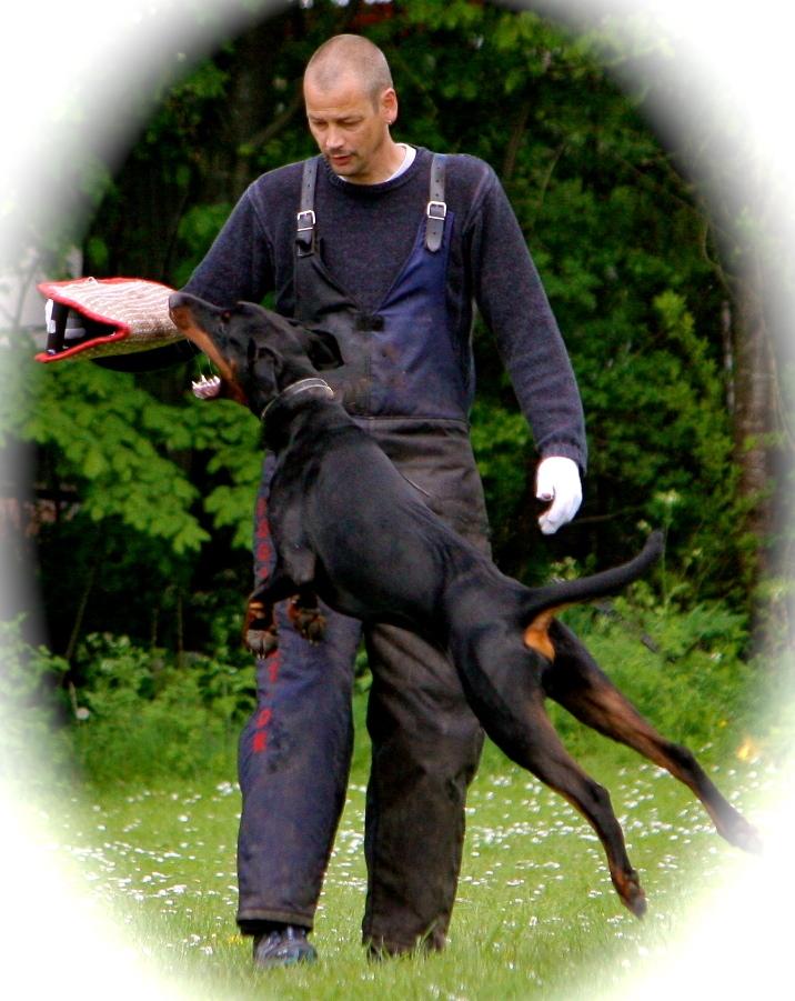 Dobermann caïx - jubiii C-arbejde.... love it.... billede 3