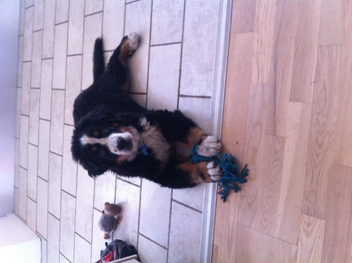 Berner sennenhund Kato billede 6