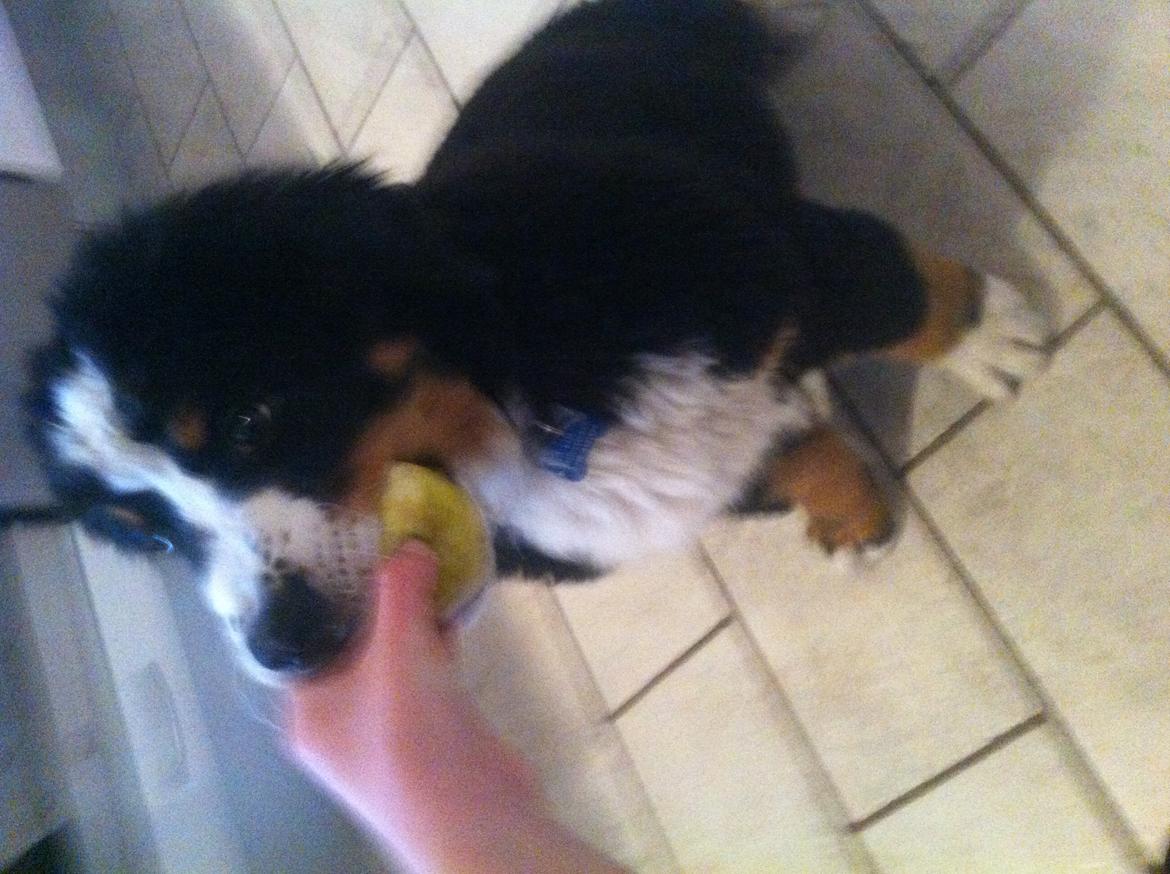 Berner sennenhund Kato billede 7