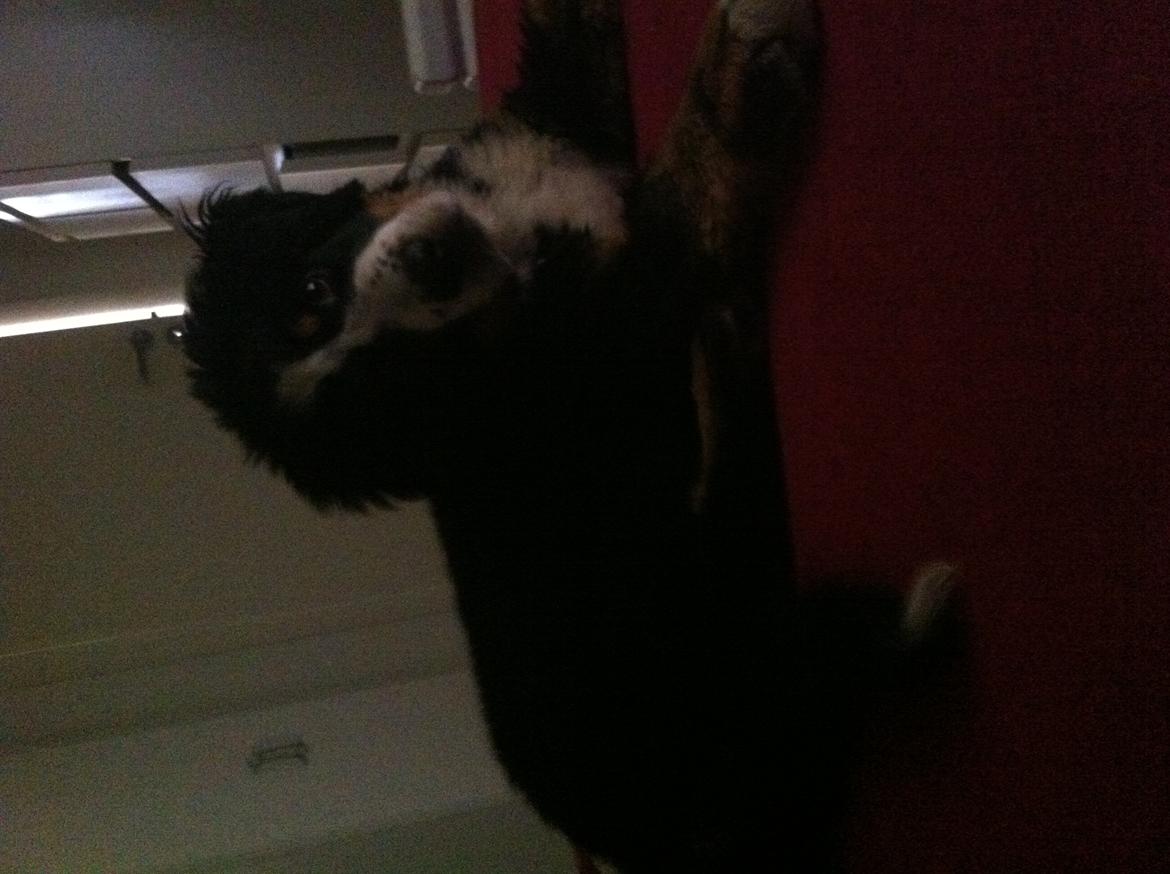 Berner sennenhund Kato billede 8