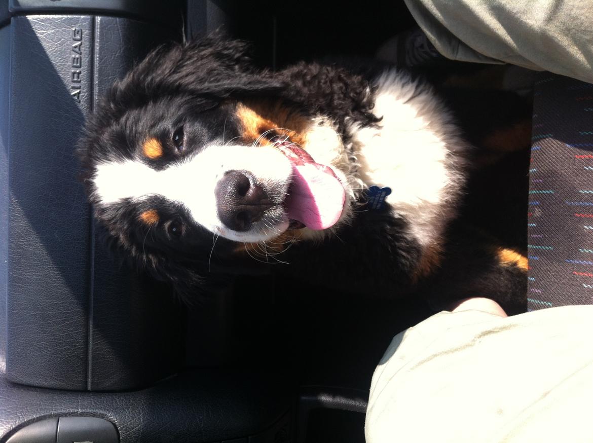 Berner sennenhund Kato billede 9