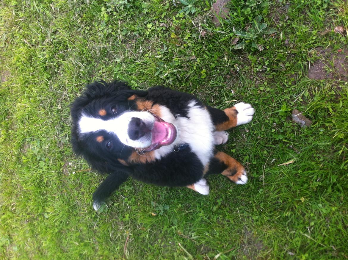 Berner sennenhund Kato billede 10