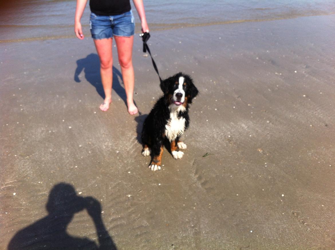 Berner sennenhund Kato billede 11