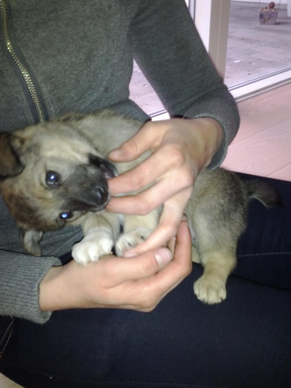 Blanding af racer Aika billede 1