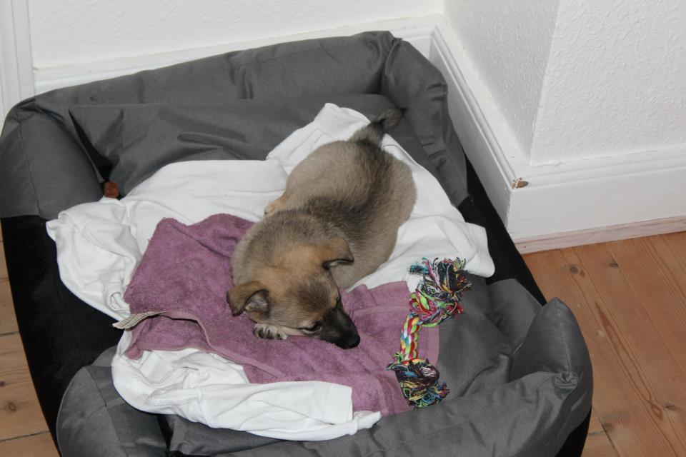 Blanding af racer Aika billede 2