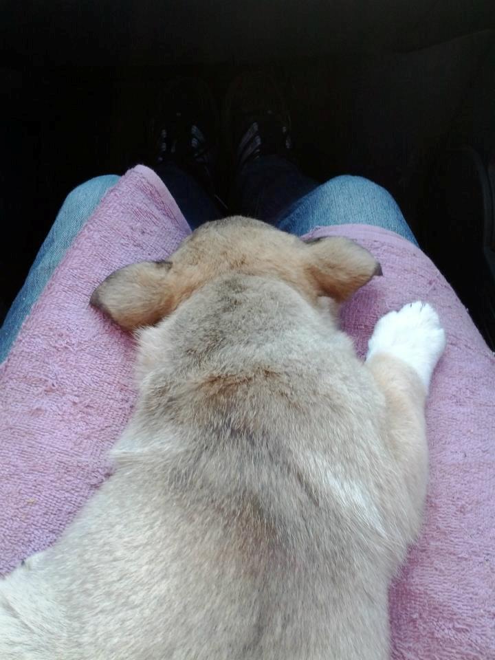 Blanding af racer Aika billede 3