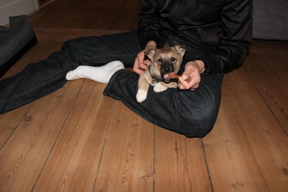 Blanding af racer Aika billede 4