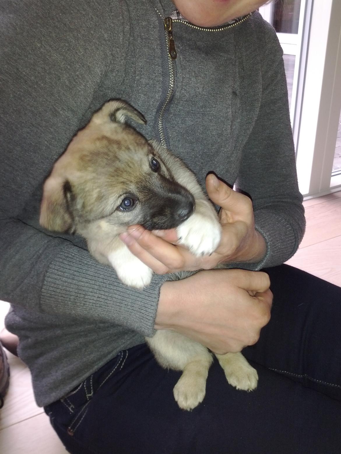 Blanding af racer Aika billede 5