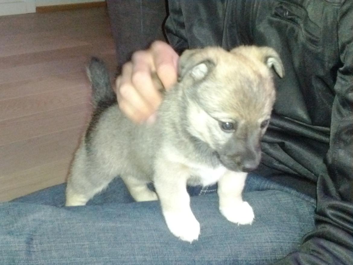 Blanding af racer Aika billede 6