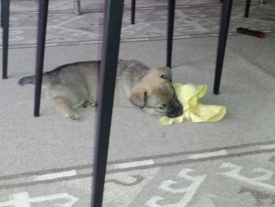 Blanding af racer Aika billede 7