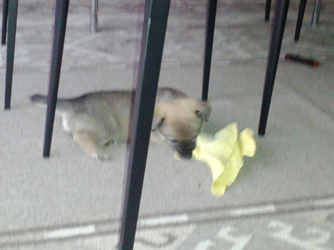 Blanding af racer Aika billede 8