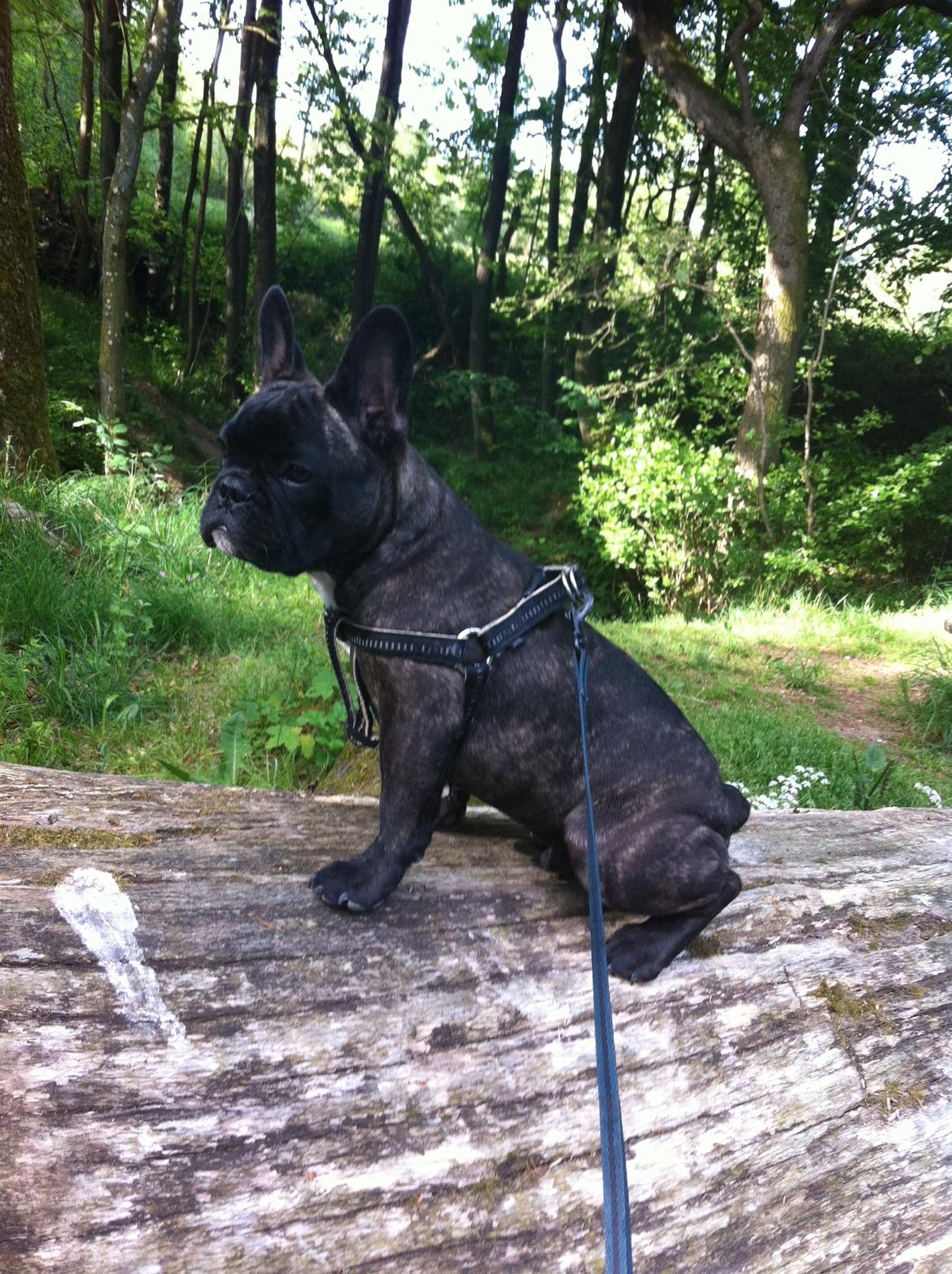 Fransk bulldog Wiufgaard´s Cléo billede 8