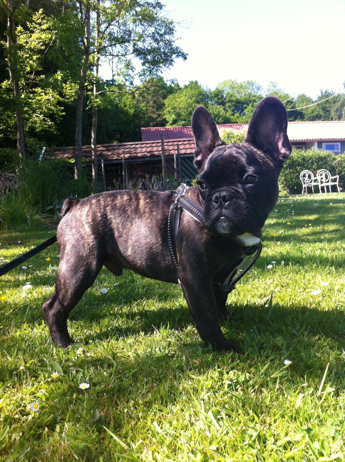 Fransk bulldog Wiufgaard´s Cléo billede 2