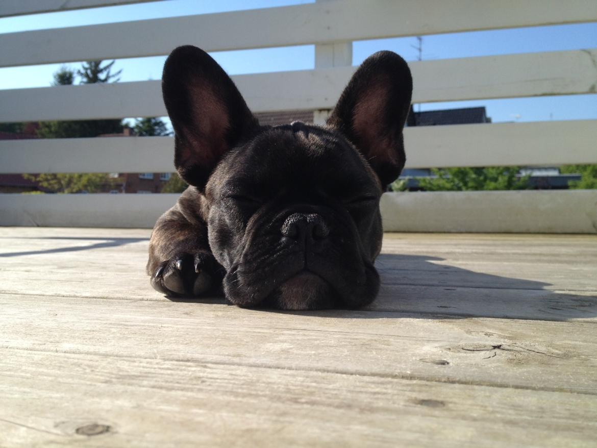 Fransk bulldog Wiufgaard´s Cléo billede 9