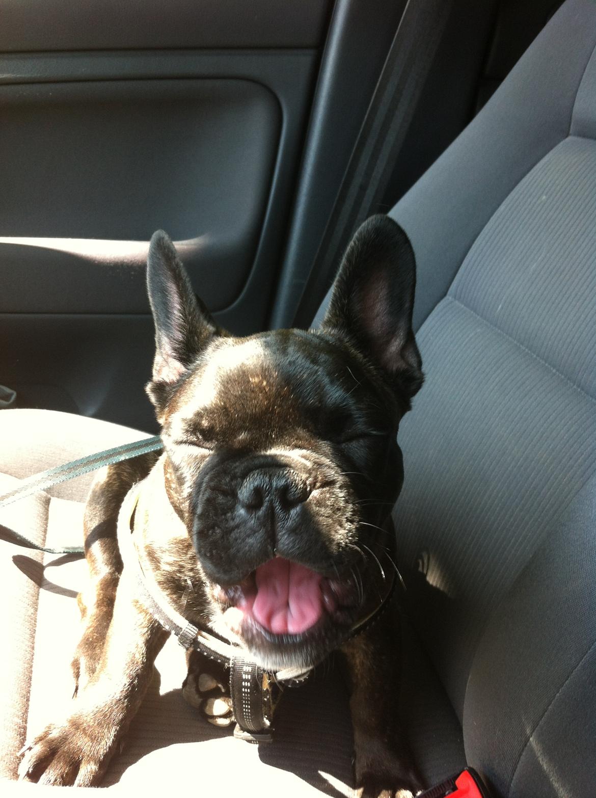 Fransk bulldog Wiufgaard´s Cléo billede 10