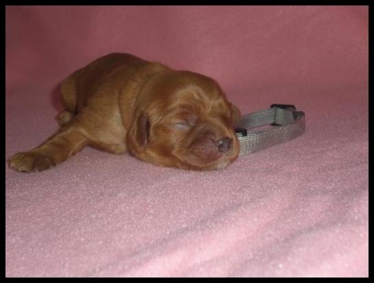 Cavalier king charles spaniel Loevhoejs Daiquiri - Daiqqi billede 2