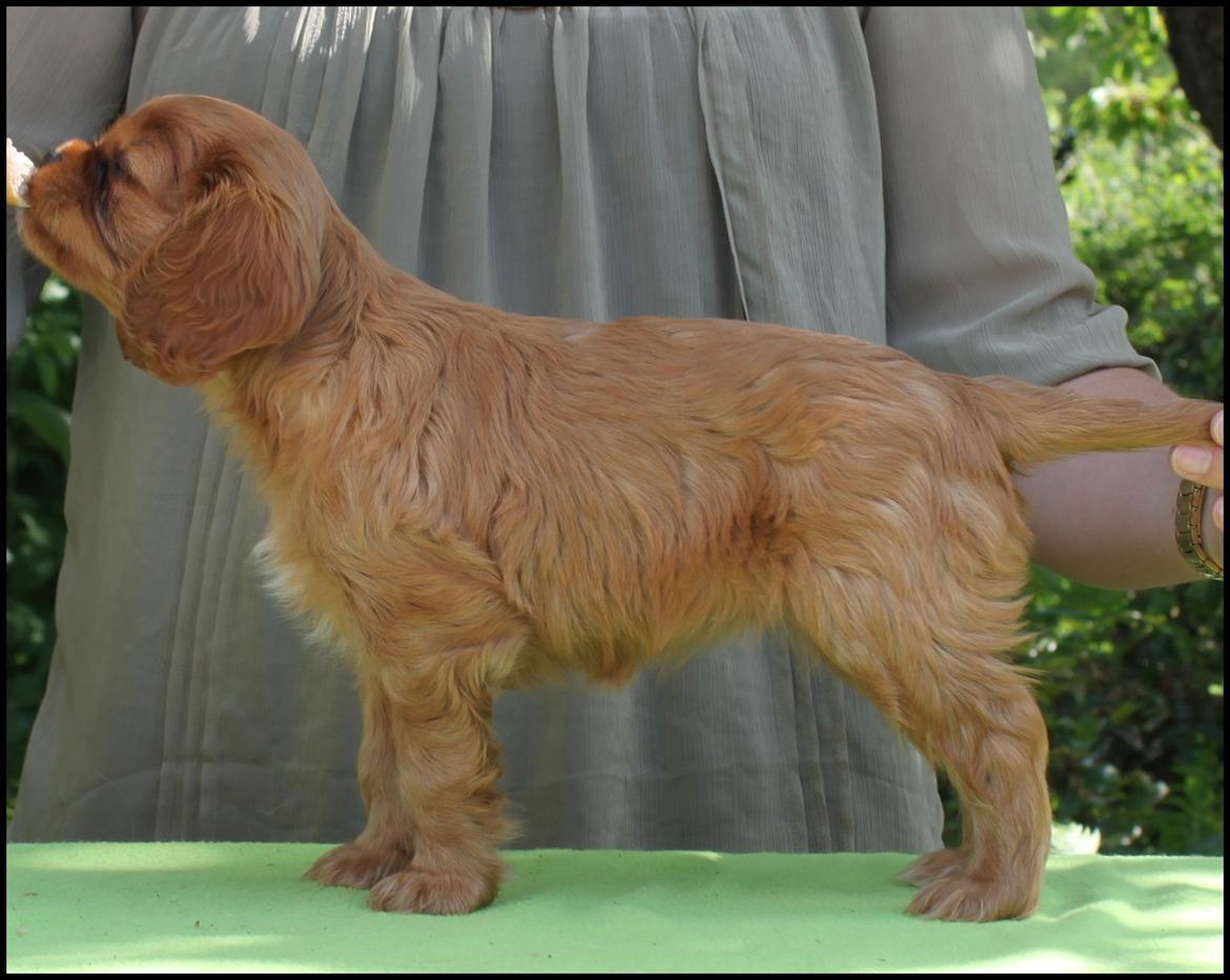 Cavalier king charles spaniel Loevhoejs Daiquiri - Daiqqi - 7 uger billede 4