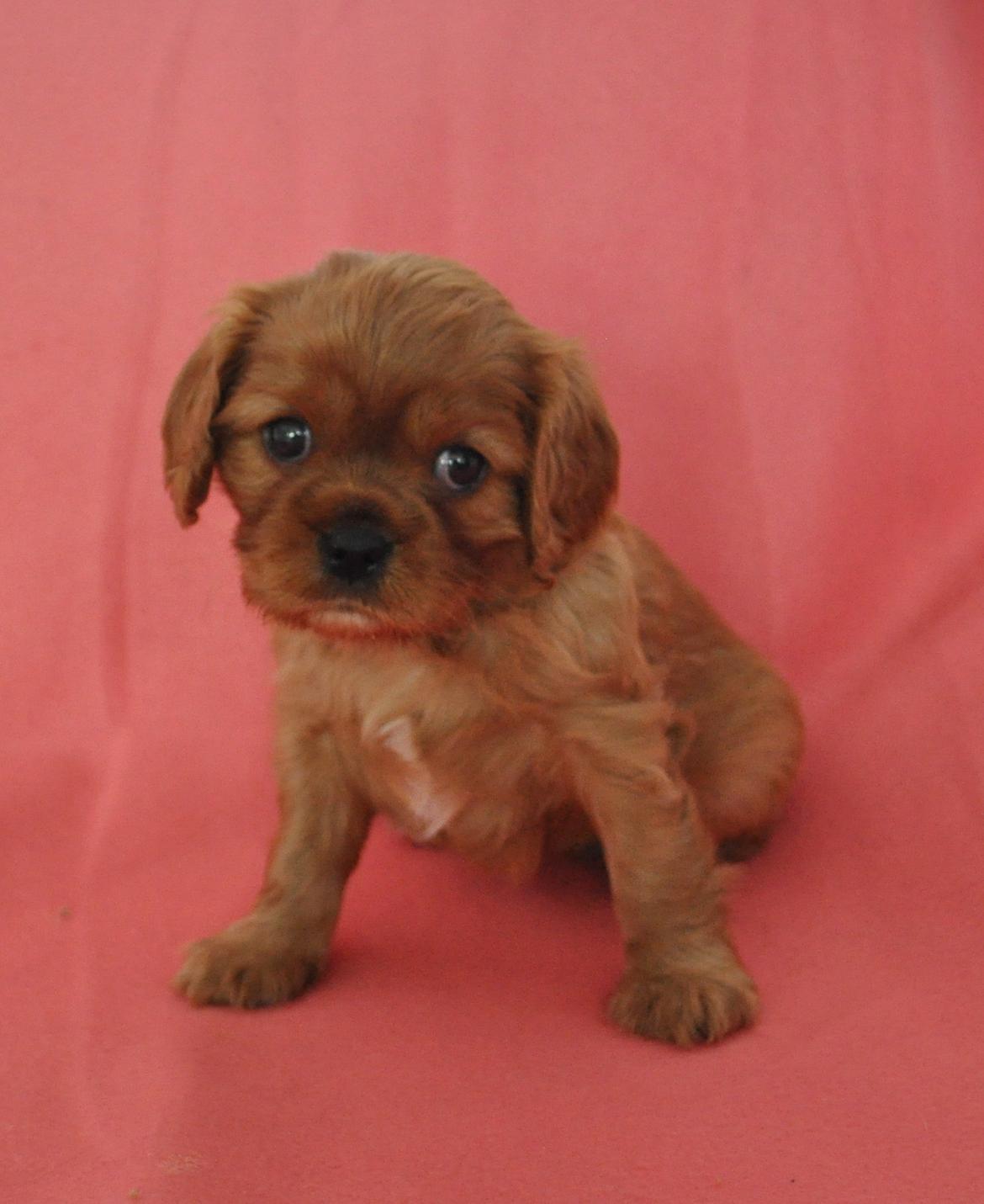 Cavalier king charles spaniel Loevhoejs Daiquiri - Daiqqi billede 5