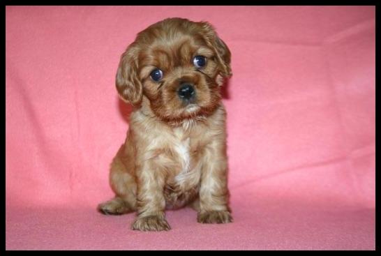 Cavalier king charles spaniel Loevhoejs Daiquiri - Daiqqi billede 6