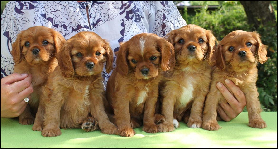 Cavalier king charles spaniel Loevhoejs Daiquiri - Daiqqi - Hun er nr. 1 fra venstre. billede 7