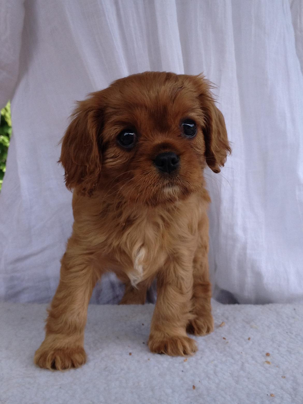 Cavalier king charles spaniel Loevhoejs Daiquiri - Daiqqi billede 8