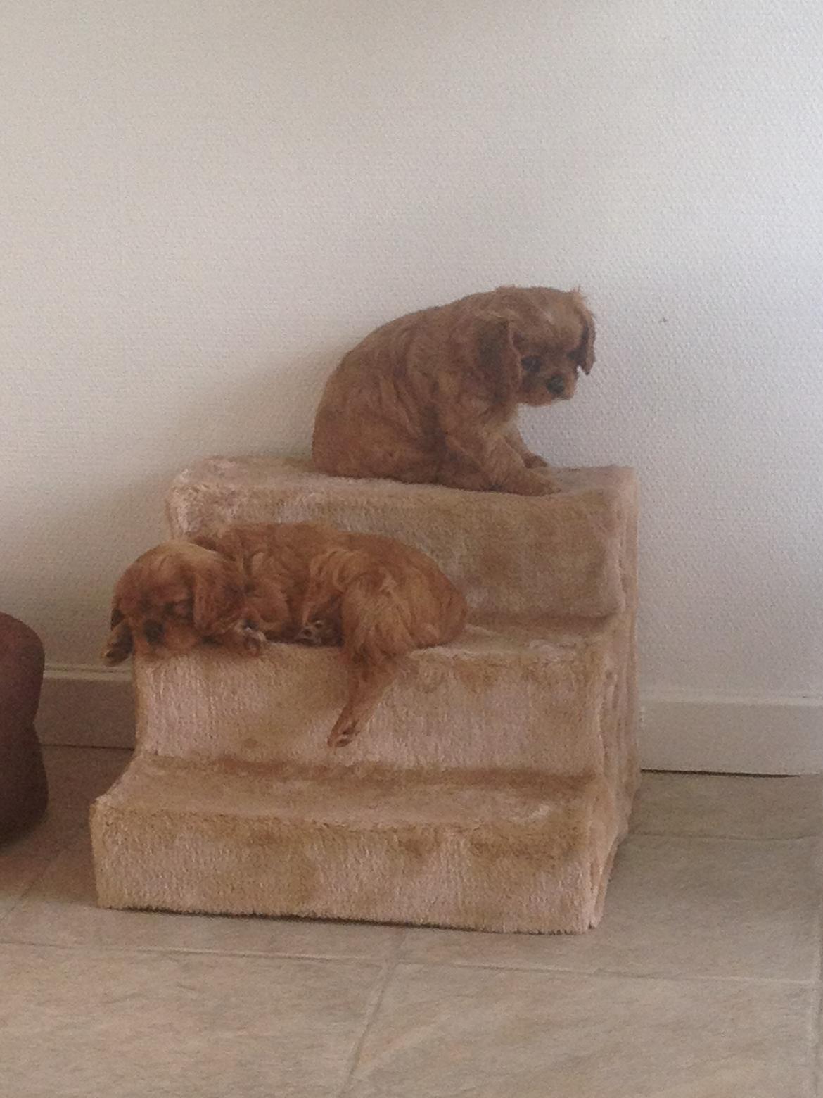 Cavalier king charles spaniel Loevhoejs Daiquiri - Daiqqi - Prinsessen ligger nederst. billede 10