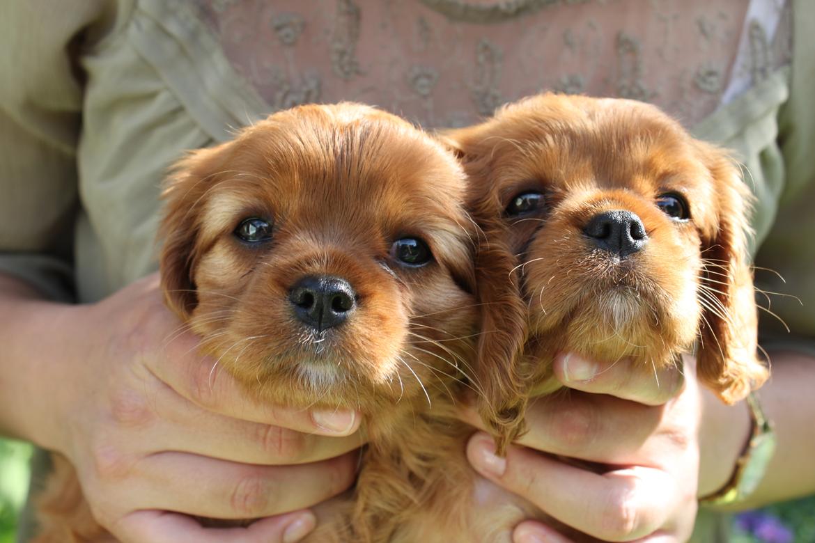 Cavalier king charles spaniel Loevhoejs Daiquiri - Daiqqi - Sammen med kuld søster, det er hende til højre. billede 11