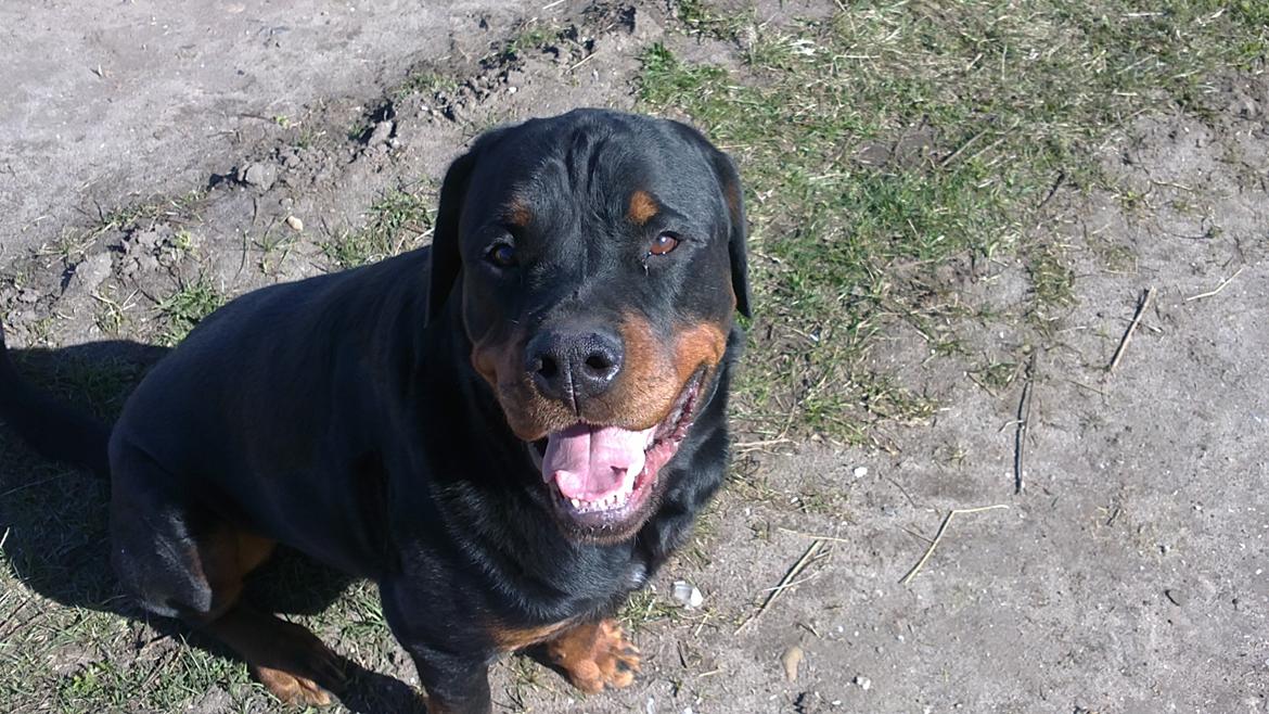 Rottweiler loke billede 20