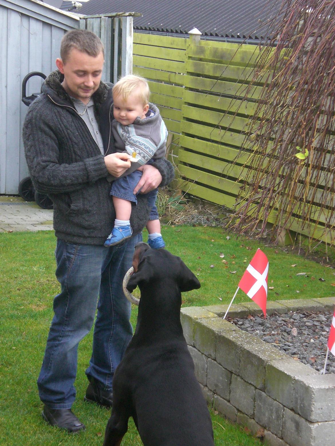 Dobermann Diego R.I.P. savnet og elsket billede 9