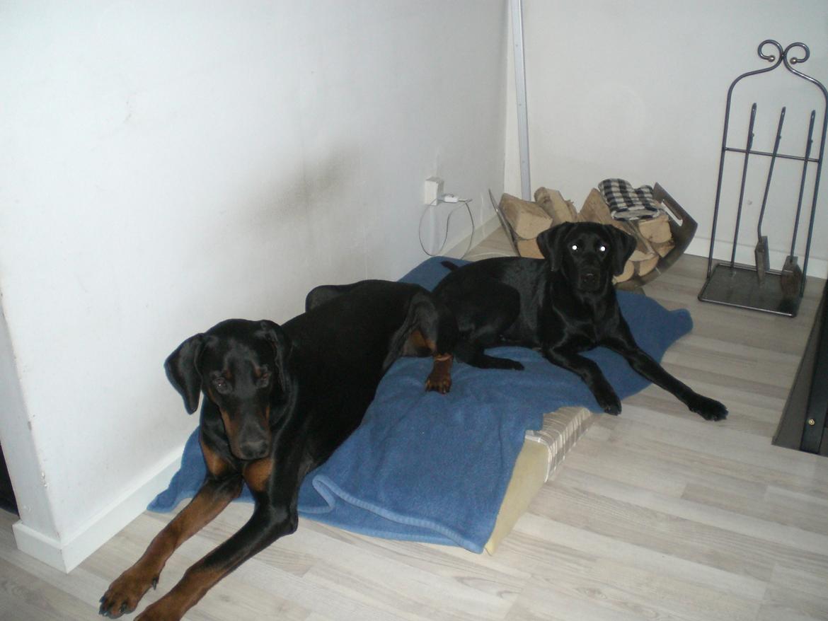 Dobermann Diego R.I.P. savnet og elsket billede 10