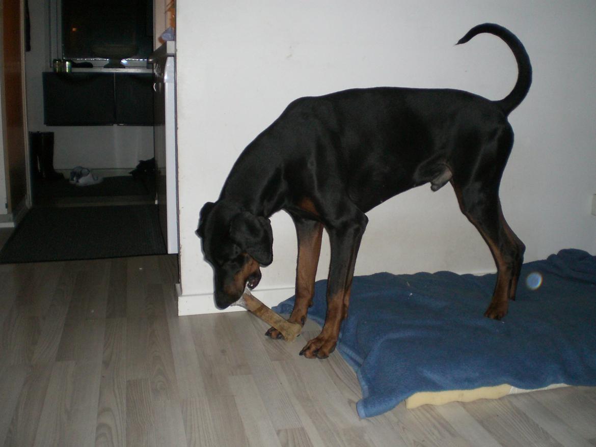 Dobermann Diego R.I.P. savnet og elsket billede 11