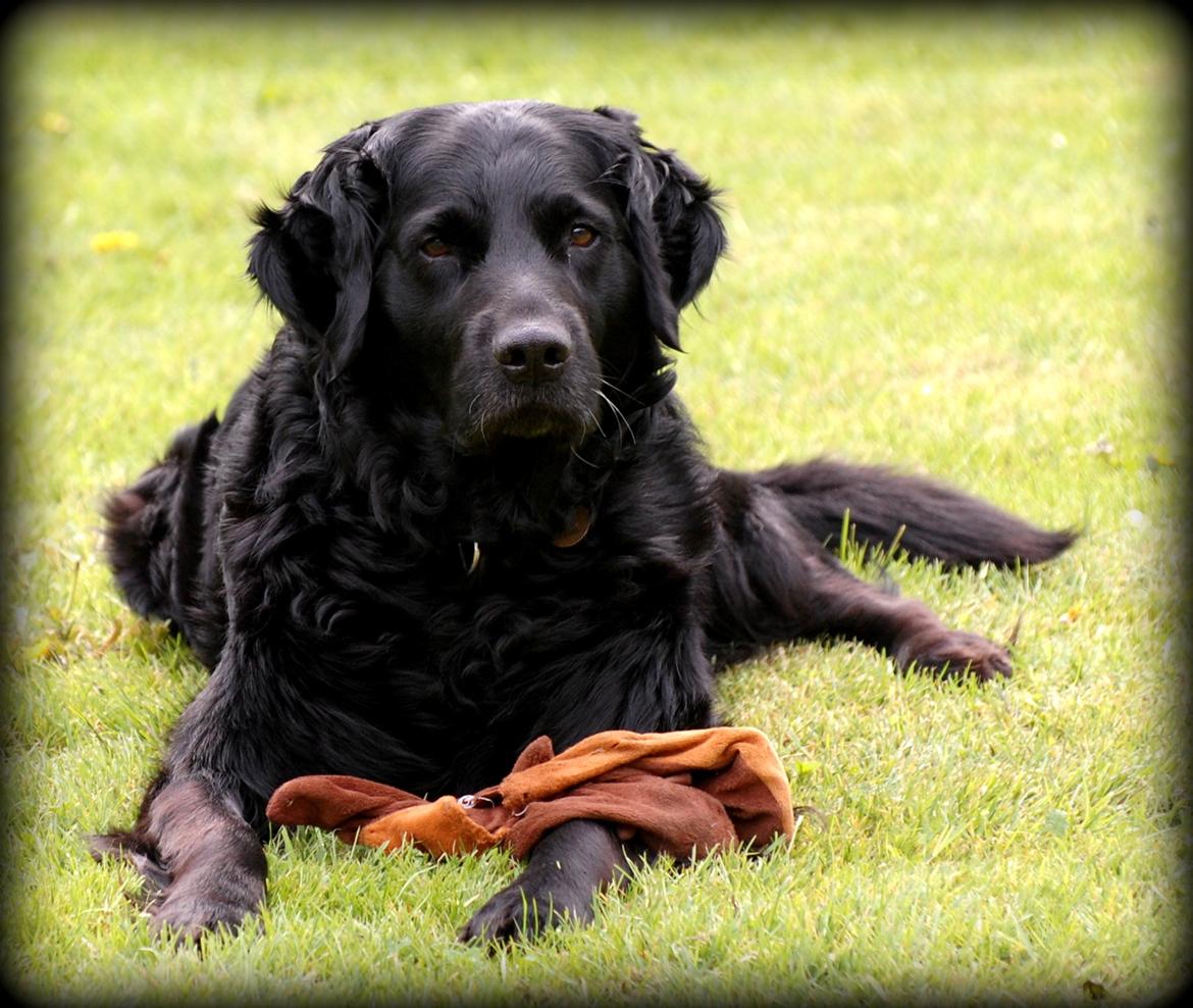 Labrador retriever ' Gizmo - NYT! Gizmo 10 år :) billede 13