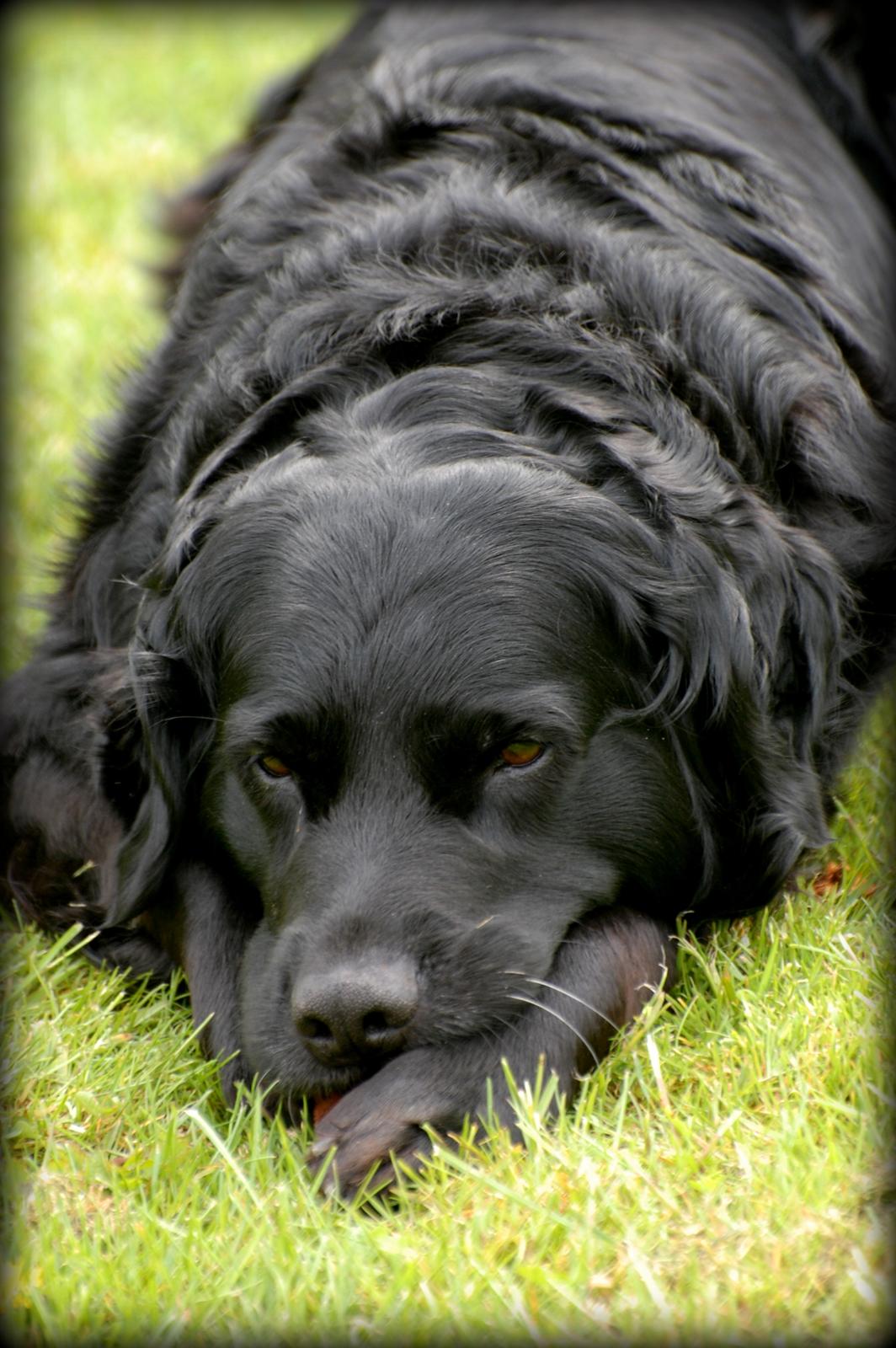 Labrador retriever ' Gizmo - NYT! Gizmo 10 år. billede 14